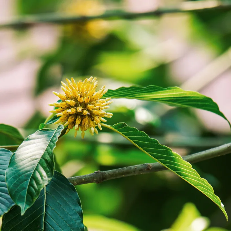 What Does Kratom Do? Effects, Risks and When to Seek Help