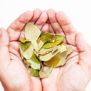 Coco Leaves