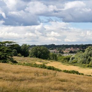 forest heath hills