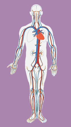 How does alcohol metabolise
