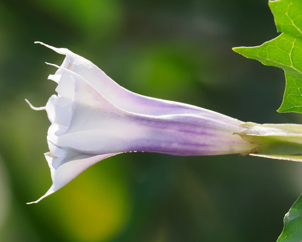 Image of plant known as the devil’s breath drug